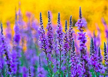 《七龙珠：破界斗士》上架Steam PC配置公开